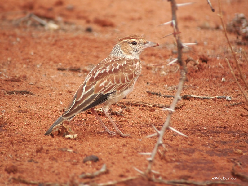 Collared Lark