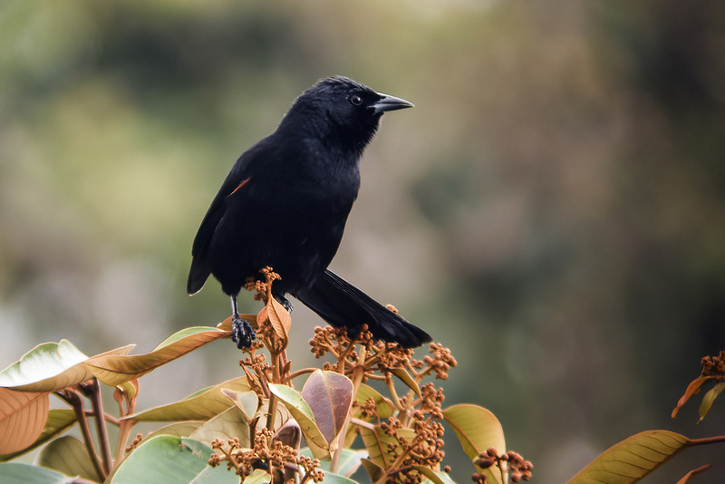 Colombian Mountain Grackle