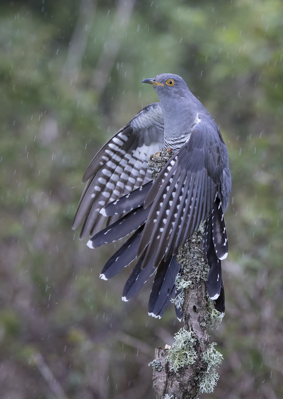 Common Cuckoo