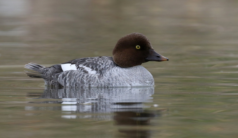 Common Goldeneye