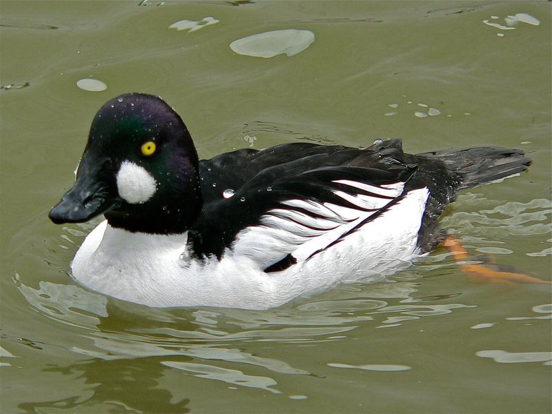 Common Goldeneye