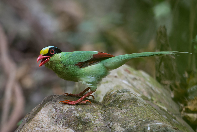 Common Green Magpie