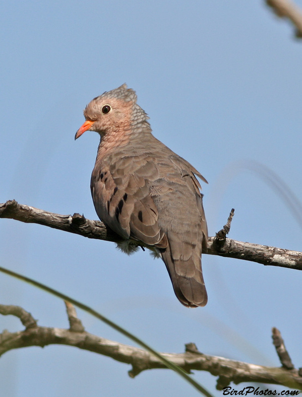 Common Ground Dove