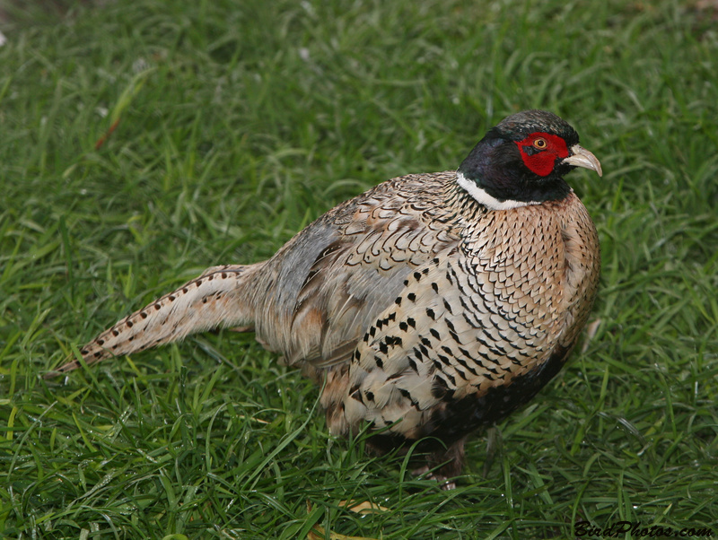 Common Pheasant