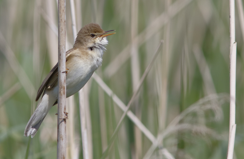 Common Reed Warbler