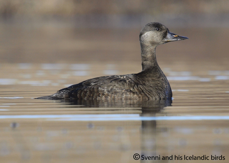 Common Scoter