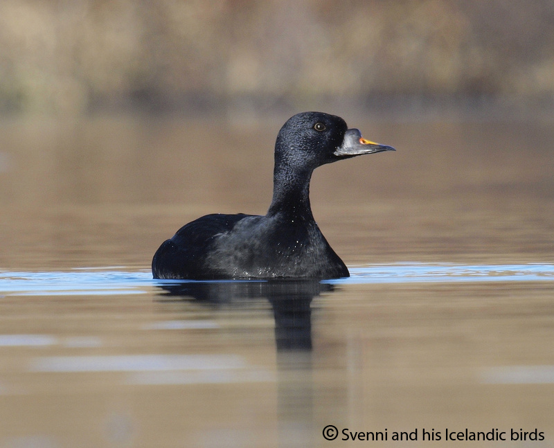 Common Scoter