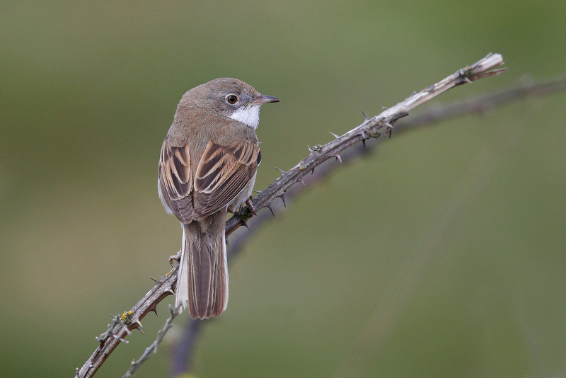 Common Whitethroat