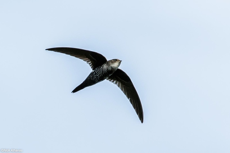 Cook's Swift