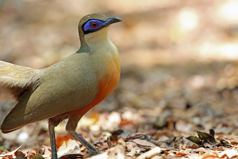 Coquerel's Coua