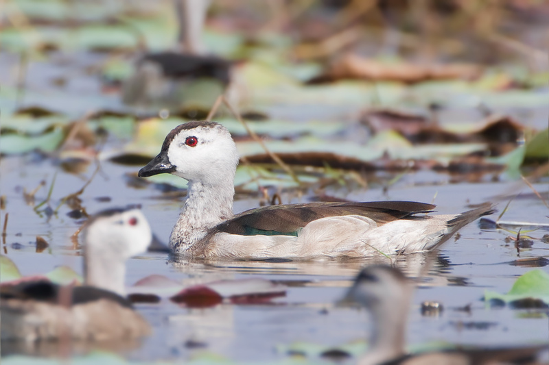 Cotton Pygmy Goose