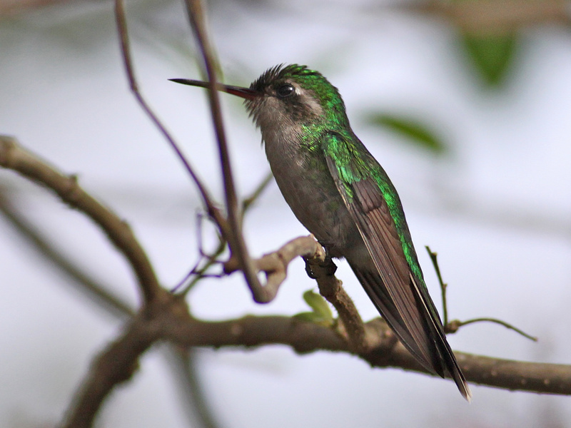 Cozumel Emerald