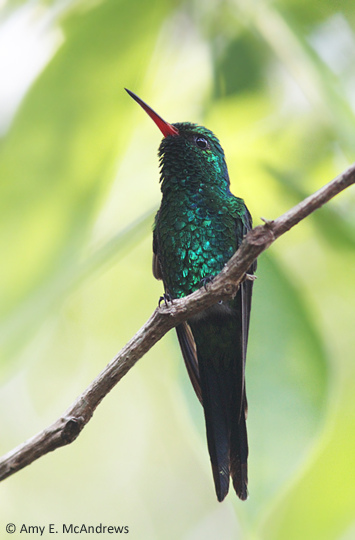 Cozumel Emerald