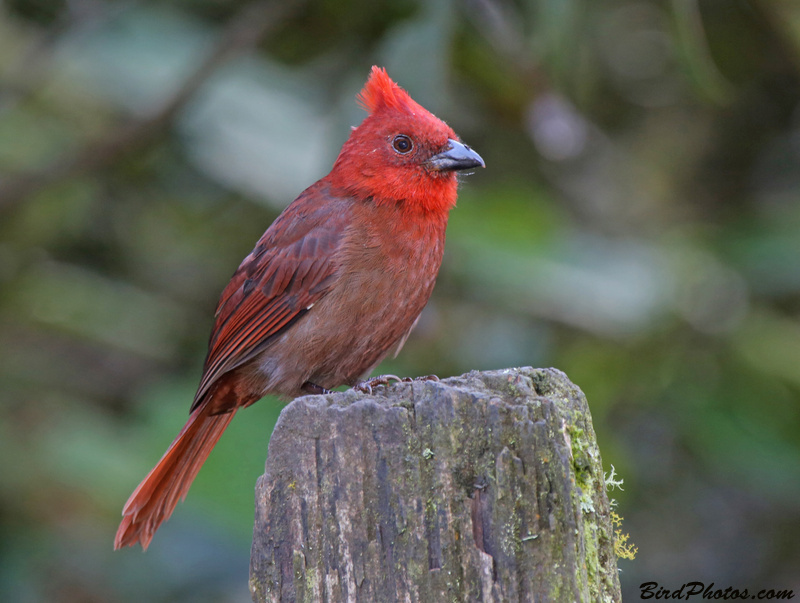 Crested Ant Tanager