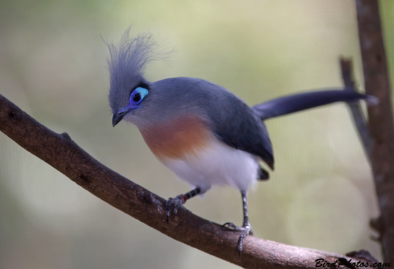 Crested Coua