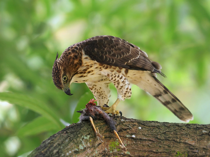 Crested Goshawk