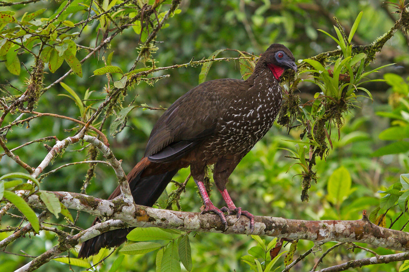 Crested Guan