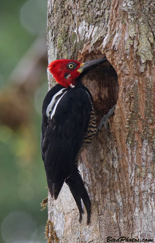 Crimson-crested Woodpecker