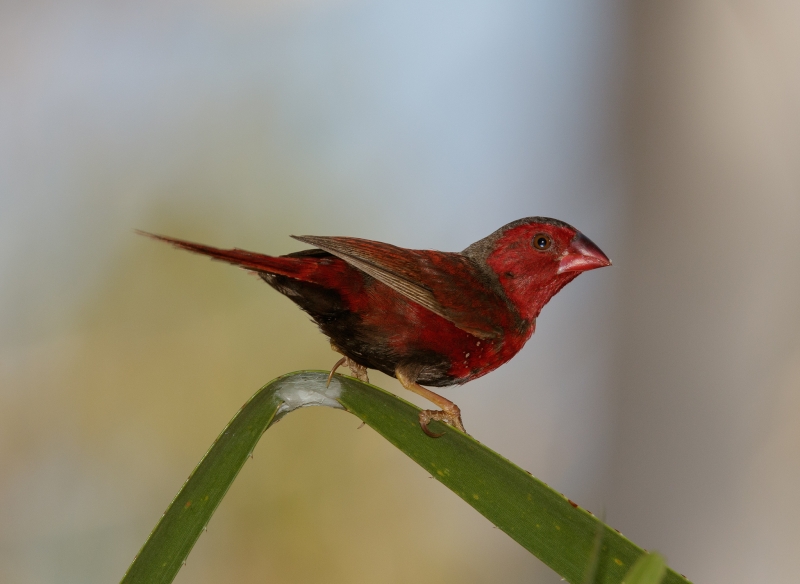 Crimson Finch