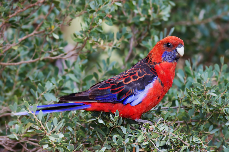 Crimson Rosella