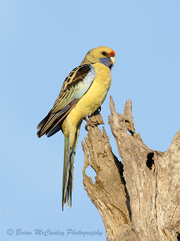 Crimson Rosella