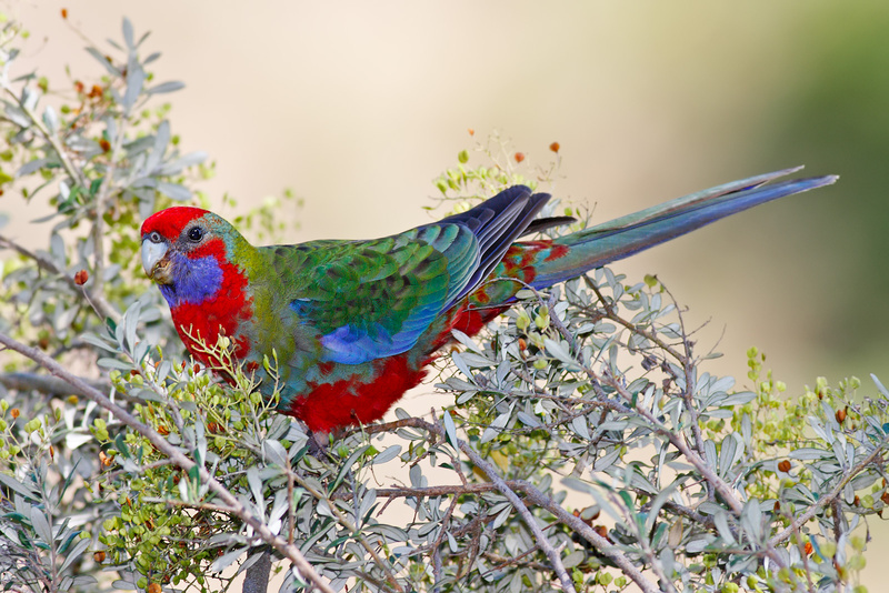 Crimson Rosella