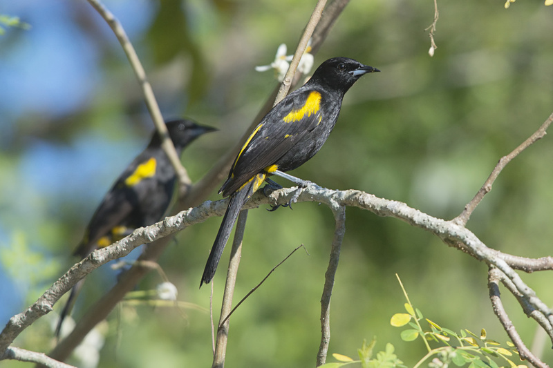 Cuban Oriole