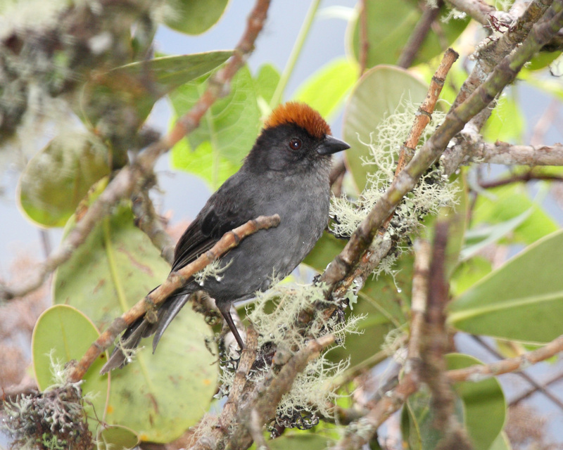 Cuzco Brushfinch