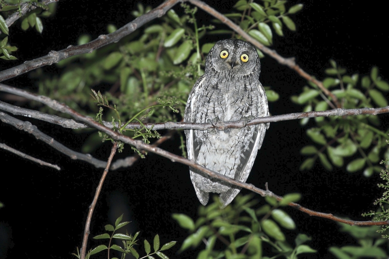 Cyprus Scops Owl