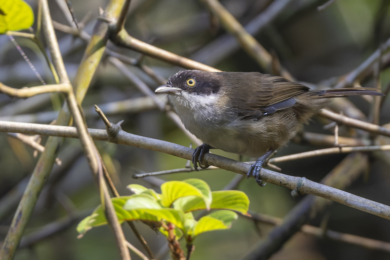 Dark-fronted Babbler