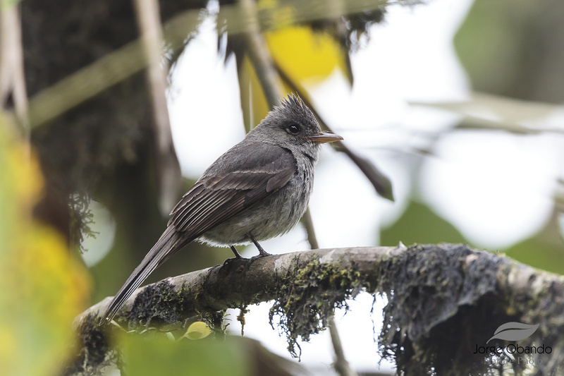 Dark Pewee