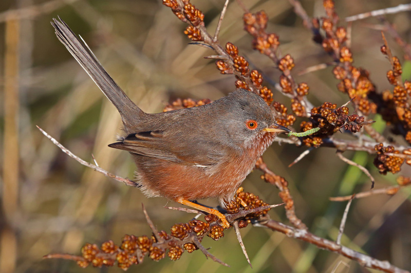 Dartford Warbler