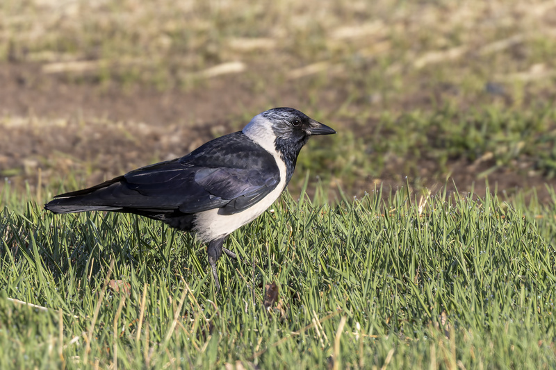 Daurian Jackdaw