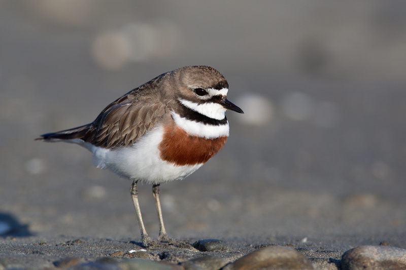 Double-banded Plover