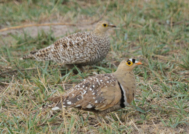 Double-banded Sandgrouse