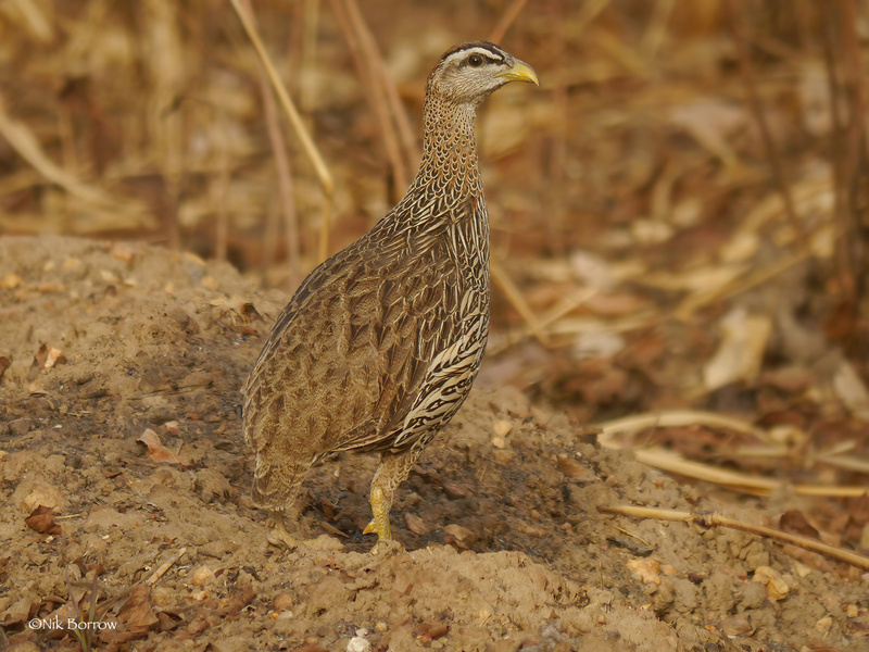 Double-spurred Spurfowl