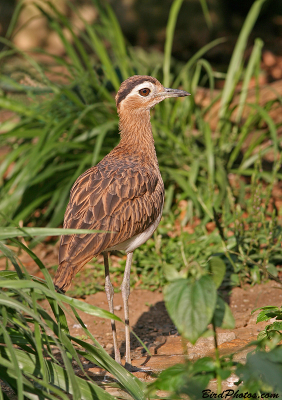 Double-striped Thick-knee