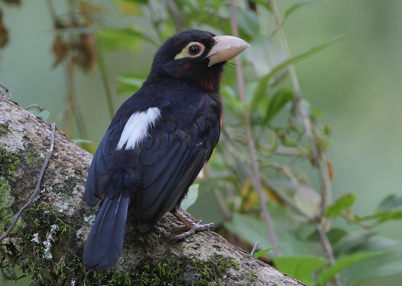 Double-toothed Barbet