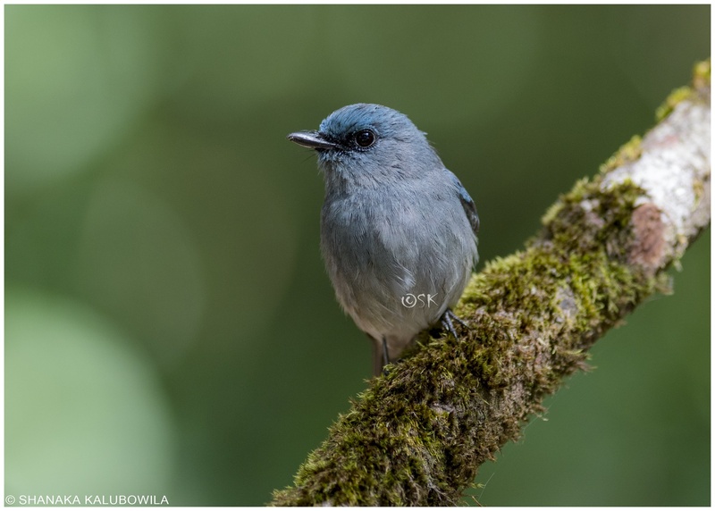 Dull-blue Flycatcher