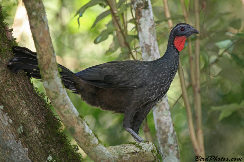 Dusky-legged Guan