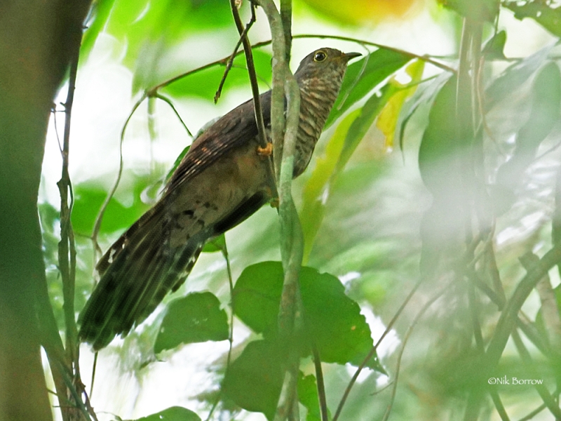 Dusky Long-tailed Cuckoo