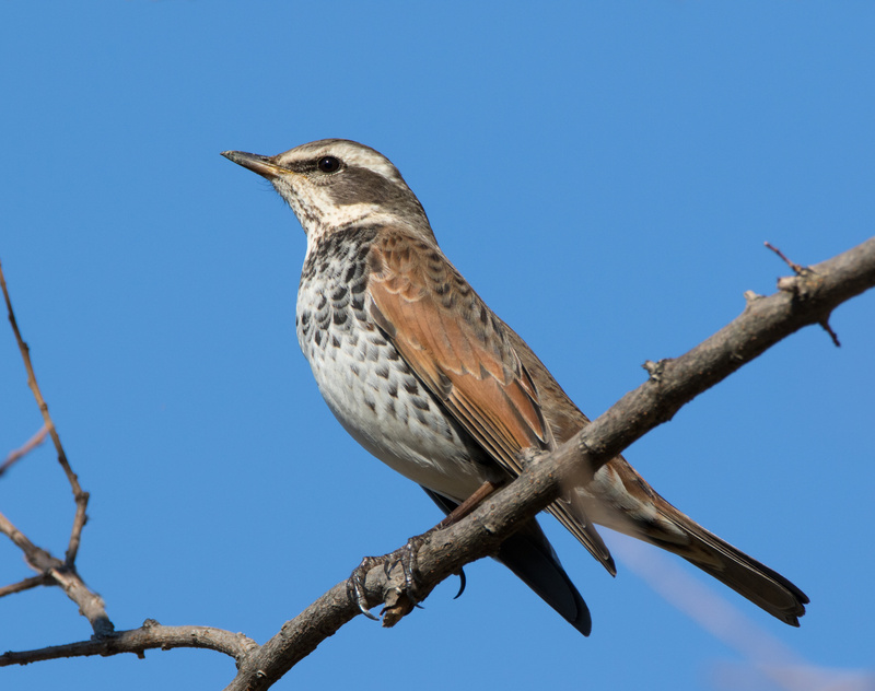 Dusky Thrush