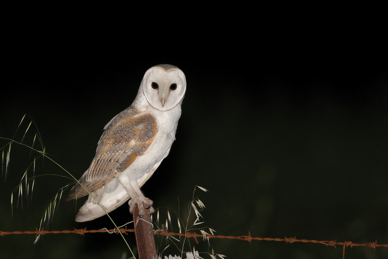 Eastern Barn Owl