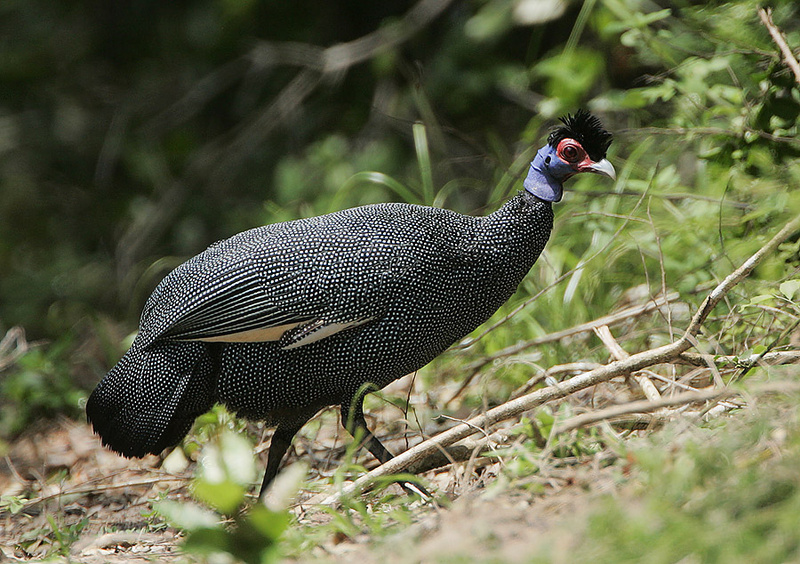 Eastern Crested Guineafowl