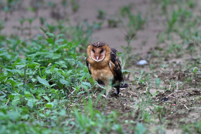 Eastern Grass Owl