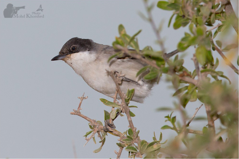 Eastern Orphean Warbler