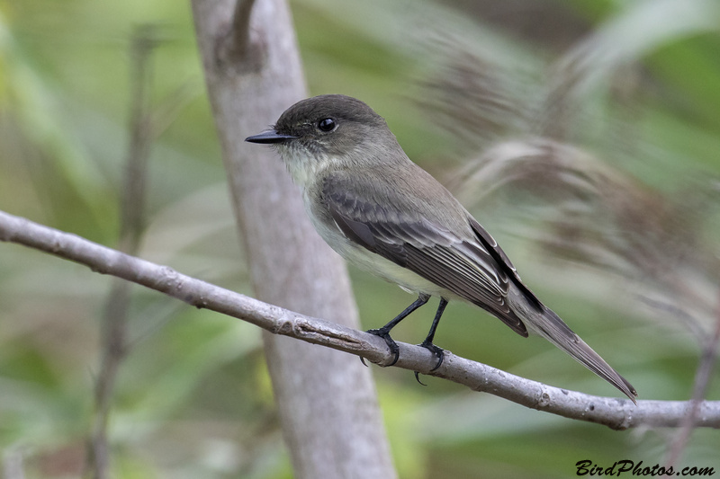 Eastern Phoebe