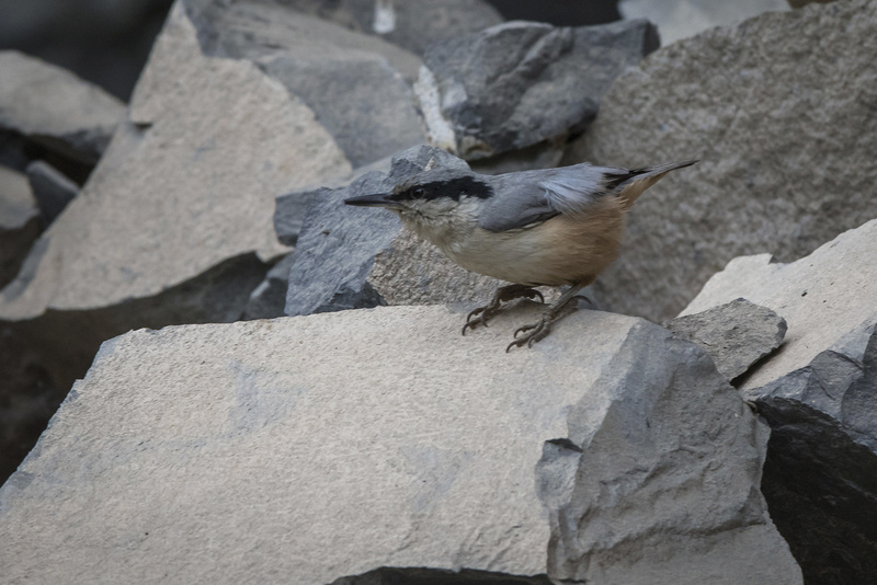 Eastern Rock Nuthatch