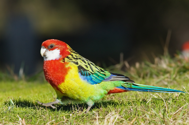 Eastern Rosella