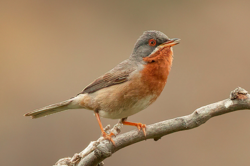 Eastern Subalpine Warbler